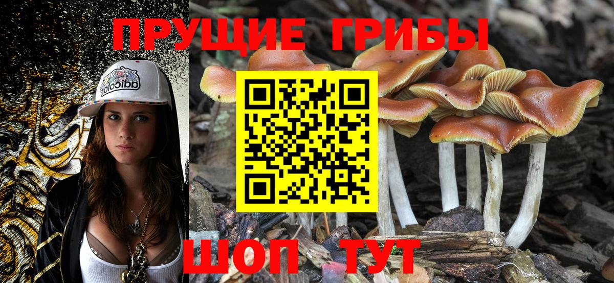Псилоцибиновые грибы GOLDEN TEACHER Тельмана